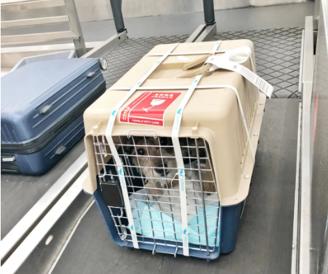 辽宁宠物托运 宠物托运公司 机场宠物托运 宠物空运